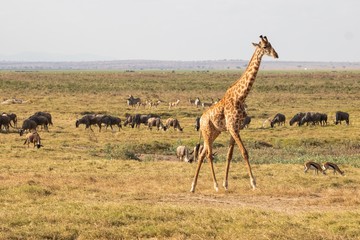 Giraffe vor Herdentieren in Kenia