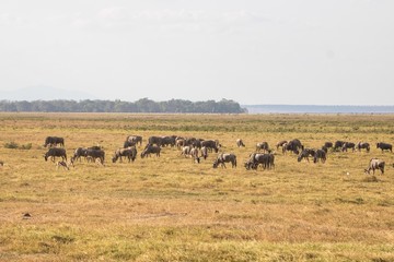 Naklejka na ściany i meble Antilopen und Zebras im Amboseli Nationalpark