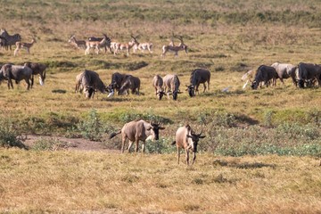 Naklejka na ściany i meble Antilopen im Amboseli Nationalpark in Afrika