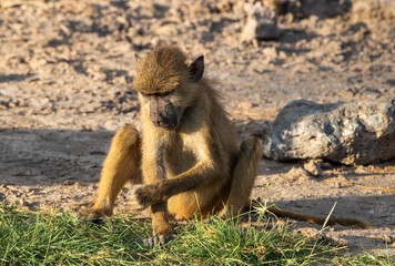 Pavian im Amboseli Nationalpark in Kenia