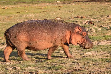 Hippo im Amboseli Nationalpark in Kenia