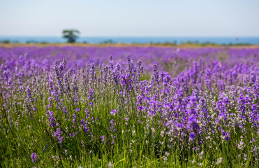 Obraz premium Lavender field