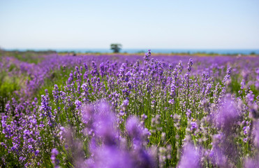 Naklejka premium Lavender field