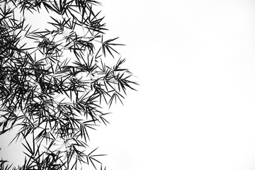 bamboo leaves on pale white background - monochrome