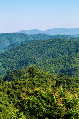 Fototapeta na wymiar Landscape view of green trees on rain forest mountain in Thailand