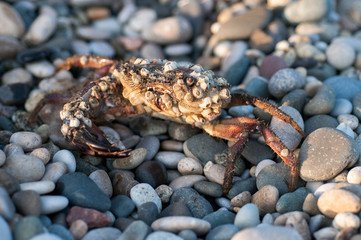Live crab sitting on small rocks on the beach of the sea