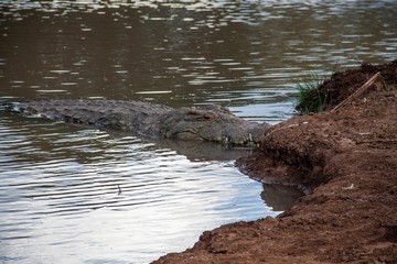 Fototapeta na wymiar Krokodil im Tsavo West Nationalpark in Kenia