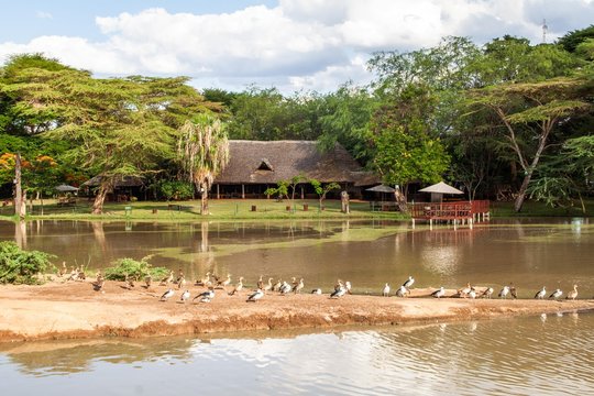 Wasserloch am Ziwani Camp in Kenia