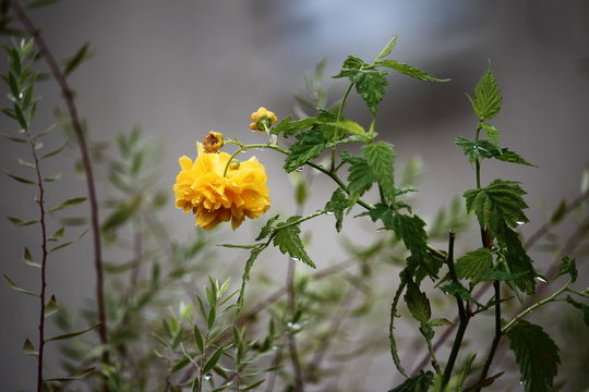 Rose jaune dans la grisaille