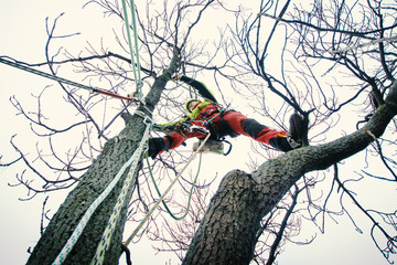 Arborist man cutting a branches with chainsaw and throw on a ground. The worker with helmet working at height on the trees. Lumberjack working with chainsaw during a nice sunny day. Tree and nature 