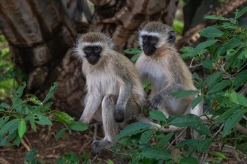 Obraz premium Affen im Ziwani Schutzgebiet in Kenia