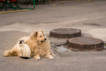 A cat and a dog are sitting together on the sidewalk.