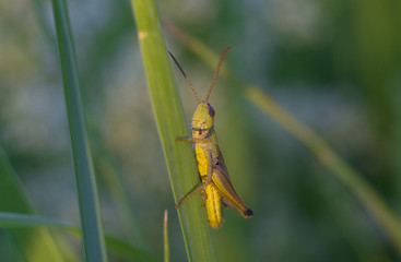 In the grass Grasshopper sat
