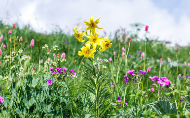 Wild flowers