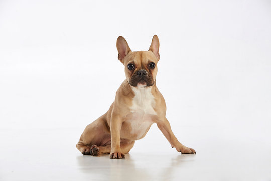 Precioso perro bulldog de color canela sentado. Fotografía de estudio. Fondo blanco