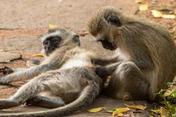 Affe entlaust seinen Artgenossen in Kenia
