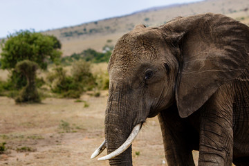 Fototapeta na wymiar elephant in wild