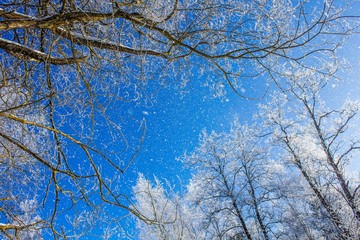 Frozen tree branches. White frost in winter on a branch