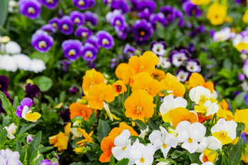 Pansy flowers are blommong in the garden © mathisa