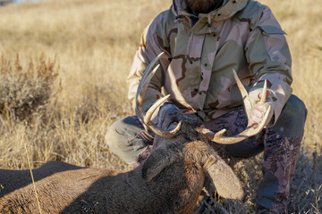 Big game hunter checks out the deer he shot, looking at the antlers. Concept for deer hunting, deer...