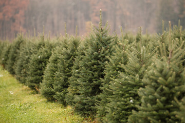 Row of Christmas Pine Trees at Christmas Tree Farm