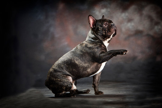 Bulldog franc&eacute;s marr&oacute;n casi negro levantando la pata. Fotograf&iacute;a de estudio con fondo oscuro
