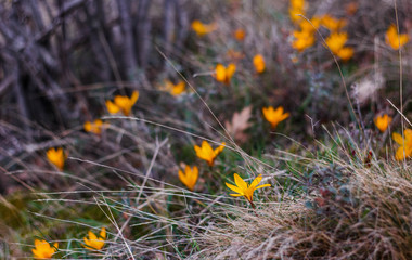 Crocuses in the mountains