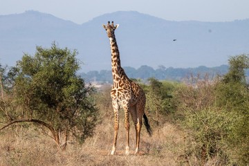 Giraffe im Amboseli Nationalpark