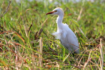 Vogel am Fluss Chobe
