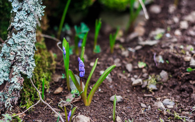 Wild flowers