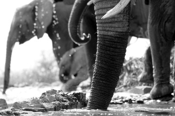 R&uuml;sselparade am Wasserloch