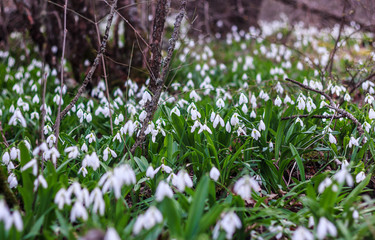 Snowdrops in the mountains