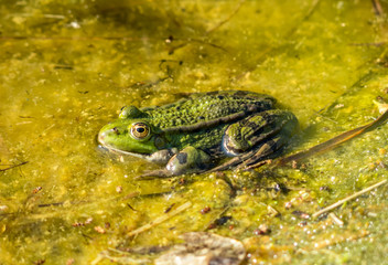 Kröte im Wasser