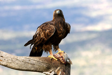 Adult female of Golden Eagle Aquila chrysaetos