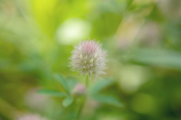 Soft blurry background with gentle transitions of colors - yellow, green, pink and fluffy blurred flower in the center.