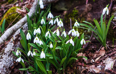 Snowdrops in the mountains