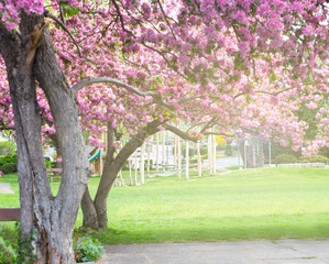 Blooming pink Japanese cherry or sakura flowers (Prunus serrulata or Kanzan) near small park