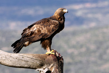 Adult female of Golden Eagle Aquila chrysaetos