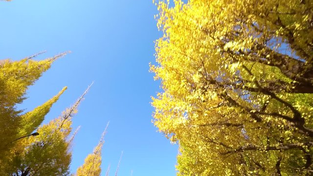 青空と黄色く染まったイチョウ並木 歩き撮り