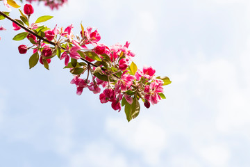 Blooming pink Japanese cherry or sakura flowers in Europe