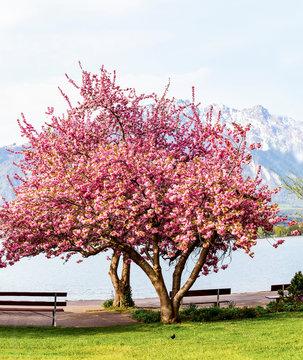 Fototapeta Blooming pink Japanese cherry or sakura flowers (Prunus serrulata or Kanzan) with bench near lake and  mountain