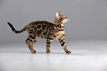 Gato atigrado con manchas de leopardo mirando de perfil. Fotografía de estudio. Fondo gris