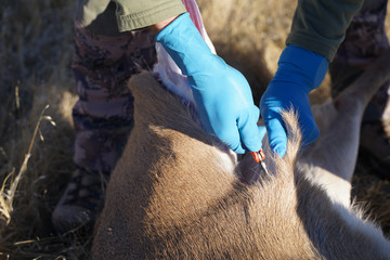 Deer hunter cleans the killed deer in the field to prepare it for processing
