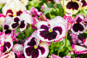 Magenta pansy flowers are blommong in the garden
