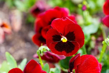 Cercles muraux Pansies Les fleurs de pensée rouge fleurissent dans le jardin