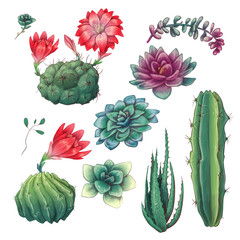 Hand drawn colorful cactuses and succulent set. Houseplant, cactus, tropical plants.