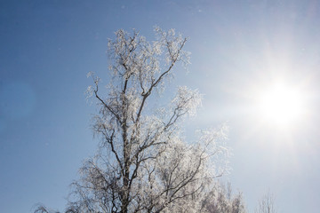 Frozen tree branches. White frost in winter on a branch
