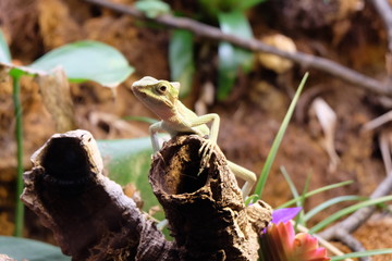 Obraz premium Piccolo rettile