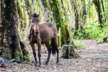 野生の馬