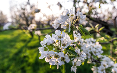 Blooming Apple Orchard